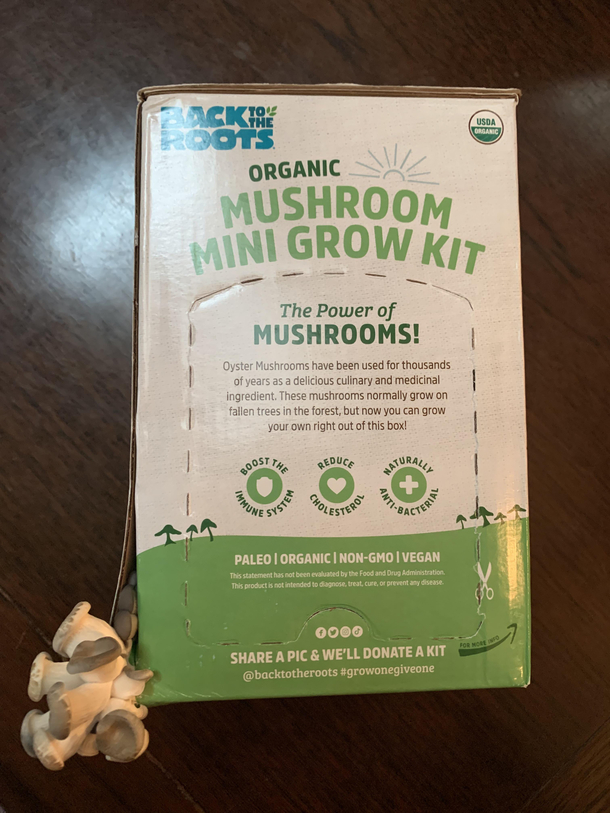 My mushroom growing kit got tired of waiting for me to set it up properly