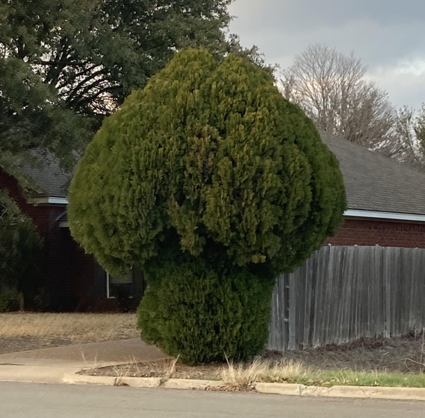 My neighbor got pranked by a tree trimming vandal