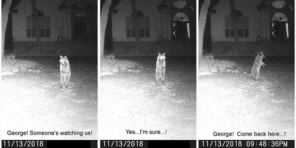 My Neighbor posts images from his trail camera It cracks me up he gives them conversations