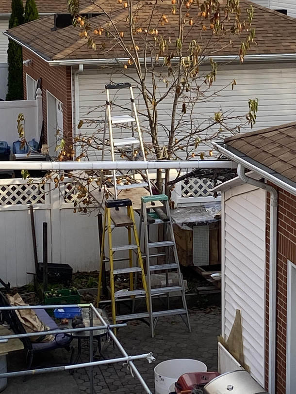 My neighbor trying to collect his fruit