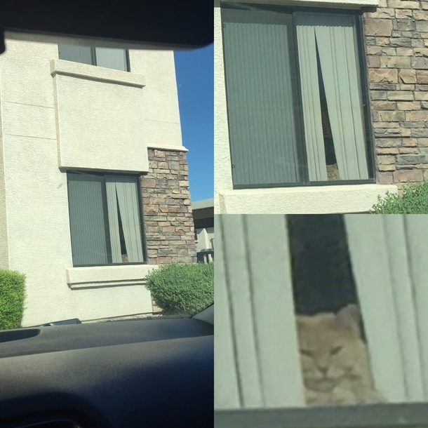 My neighbors cat judges me every time Im running late for work