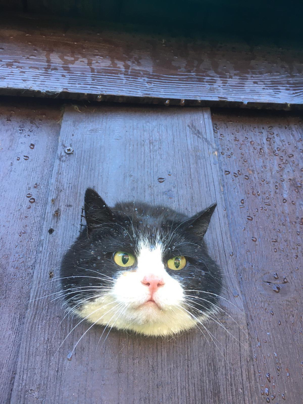 my neighbors cat just get stuck in my garage