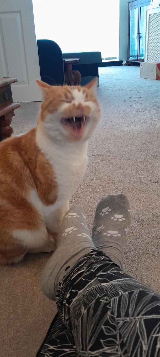 My neighbors cat Sparks mid-yawn