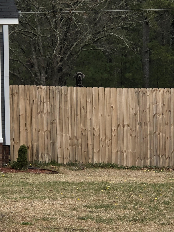 My neighbors dog is always trying to get into my business