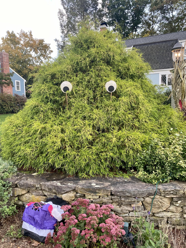 My neighbors put their very low effort Halloween decorations out 