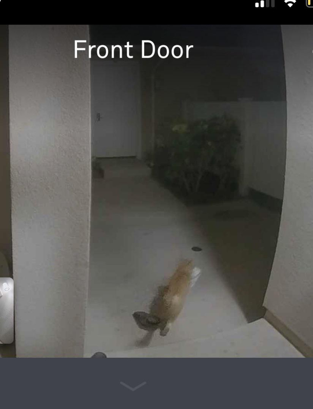 My neighbours cat stole my DoorDash order