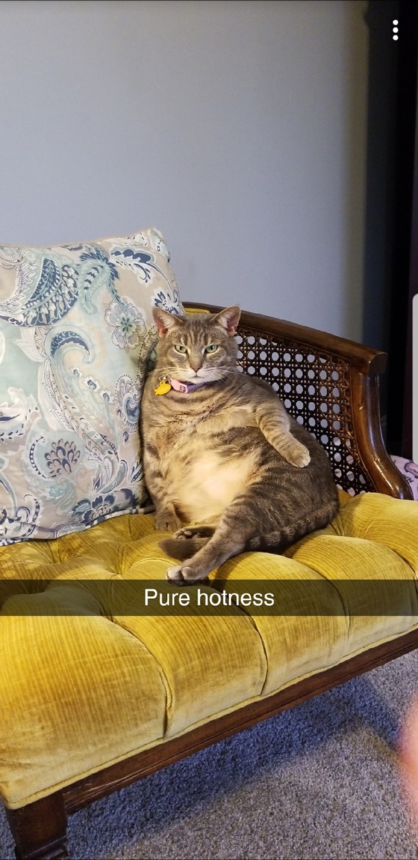 My nephew took this picture of my cat Meet Penny