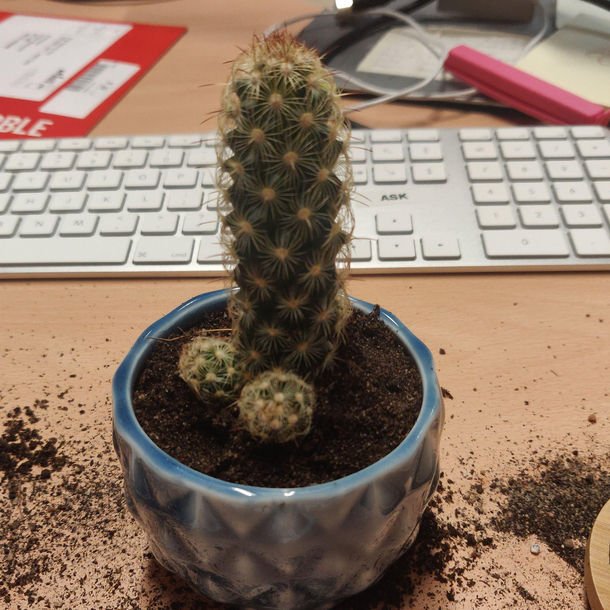 My new cactus remind me of something   Yes A rocket