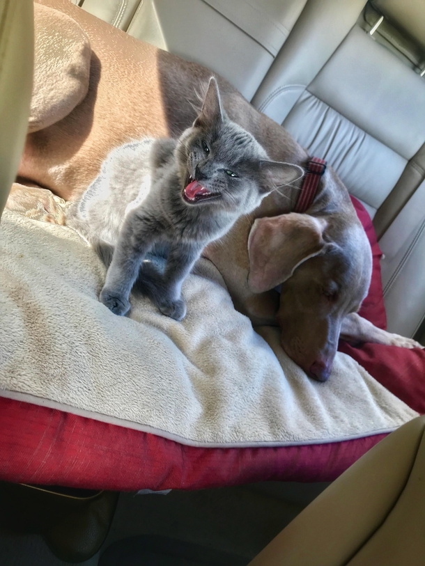 My new kitten enthusiastically singing the song of his people in the car