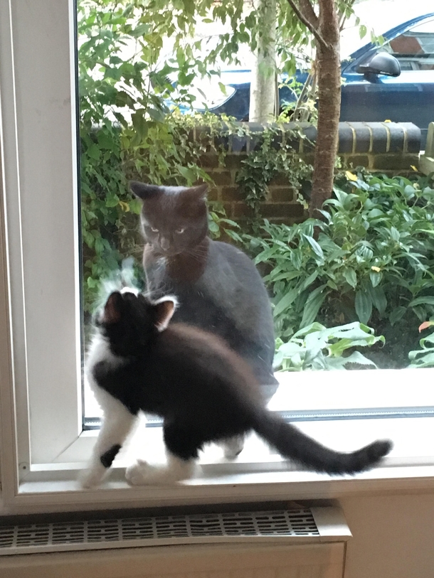 My new kitten just met the cat next door who seems to want to harvest her soul