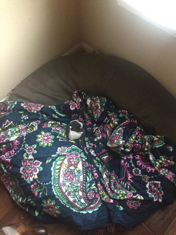 My new puppy invading my big dogs bed