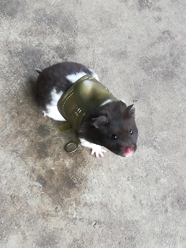 My niece asked me to help her put a saddle on her hamster I obliged