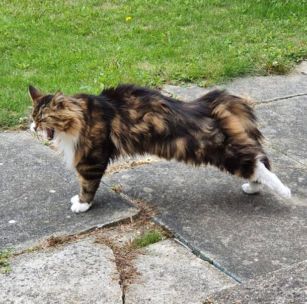 My old boy having an earth shattering sneeze
