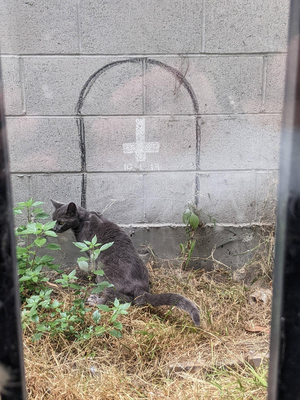 My old cat likes to go outside just to piss on her brothers grave