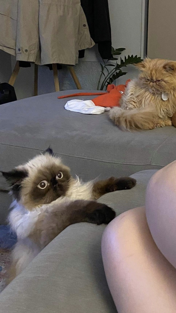 My older cat having no empathy for the kitten attempting to get on the couch