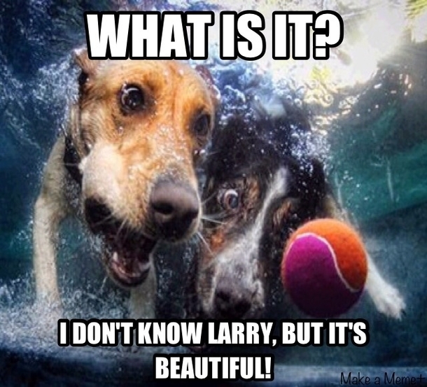 My only thoughts after seeing the dogs underwater post