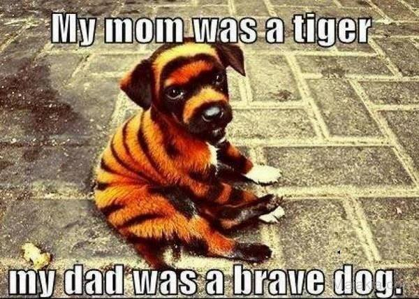 My owners named me Tigerog