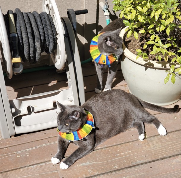 My parents cats have been killing too many birds in the backyard Solution 