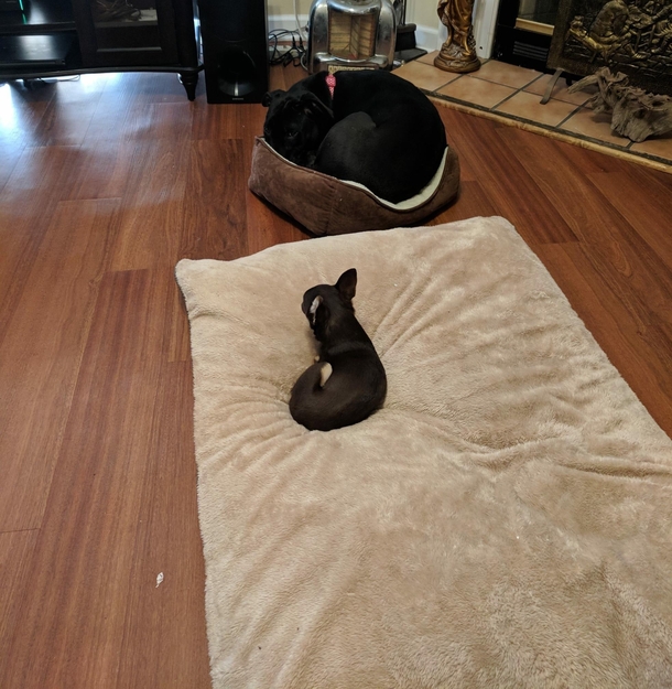 My parents recently got a new dog Their old chihuahua is firmly reminding them whos the boss