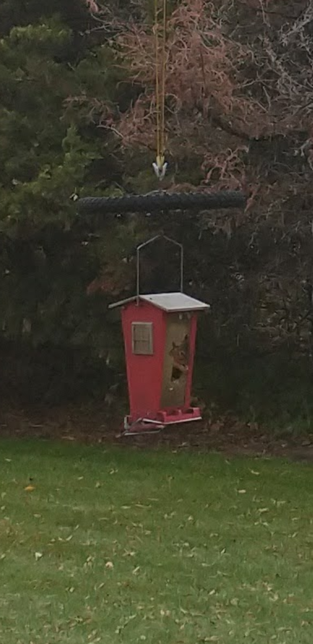 My parents squirrel proof bird feeder