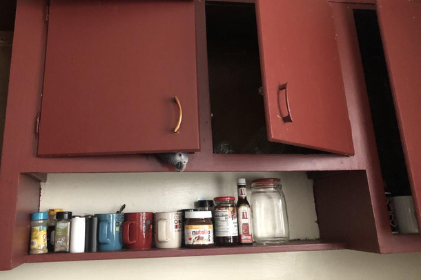 My parrot likes to hide in the kitchen cabinets He opens them with his beak