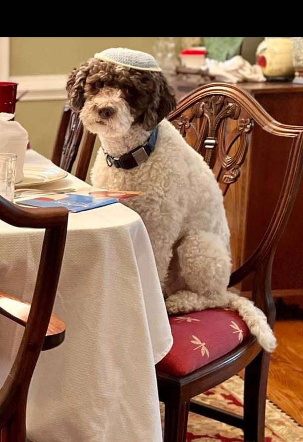 My Passover dog