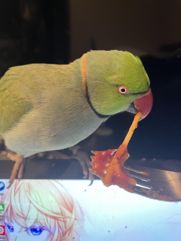 My pasta thief 