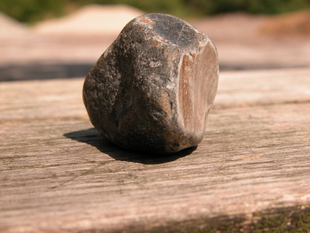 My pet ant Hans balancing a rock on his head