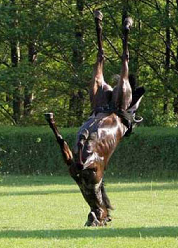 My pet horse Alfred balancing the world on his head