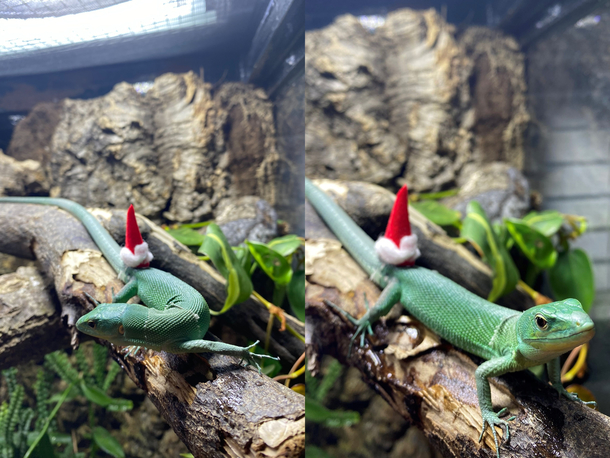 My pet lizard wouldnt wear the hat on his head so instead it is a butt-hat