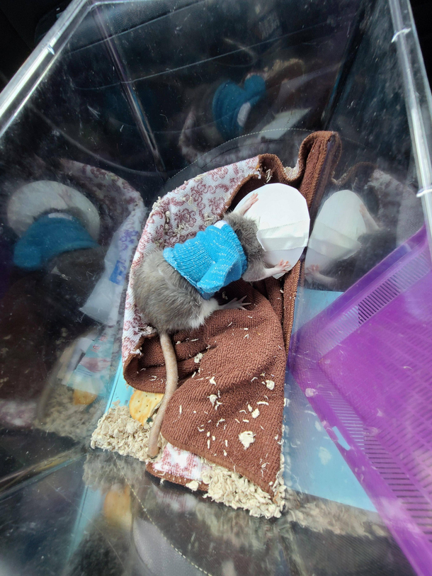 My pet rat needed an abcess removed Shes not a fan of the cone of shame