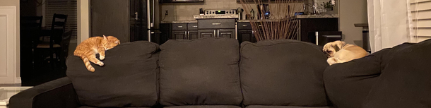 My pets are practicing Social Distancing