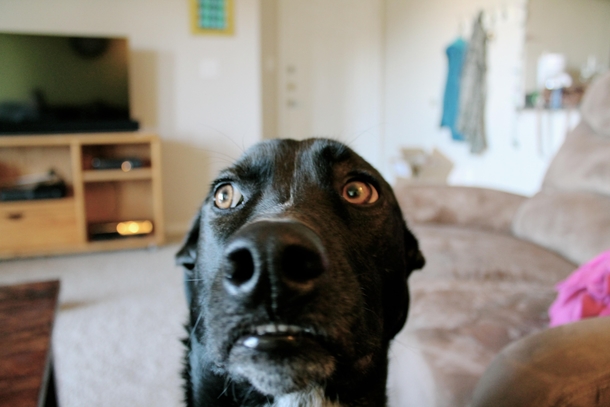 My photogenic doggo Spoons