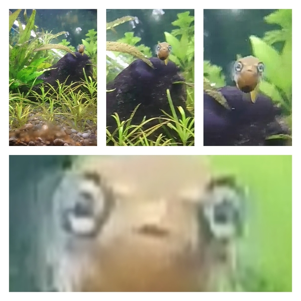 My pufferfish looked dead at the camera at the right moment and he looks like hes seem some shit