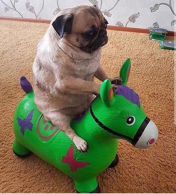 My Pug going to meet his GF