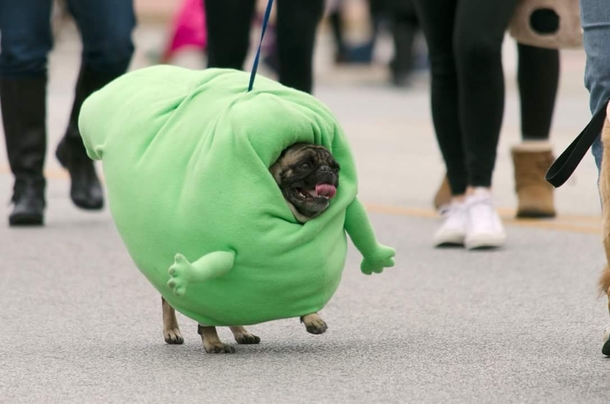 My Pug Marching as Slimer in the Spooky Pooch Parade