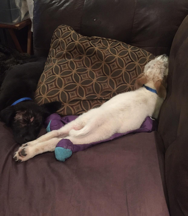 My pup doing his best impression of a rubber chicken