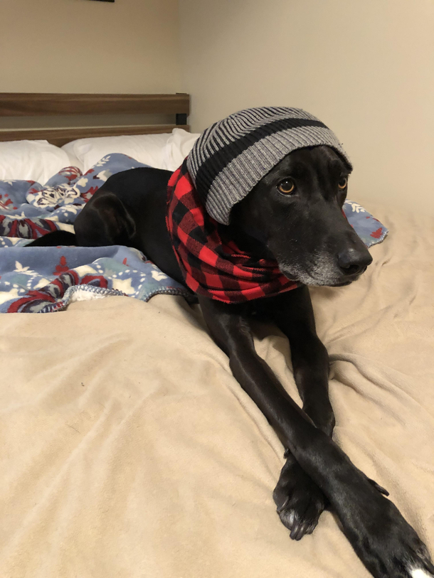 My pup is cooler than me