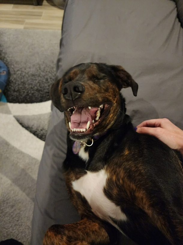 My pup looks like she just heard the best joke