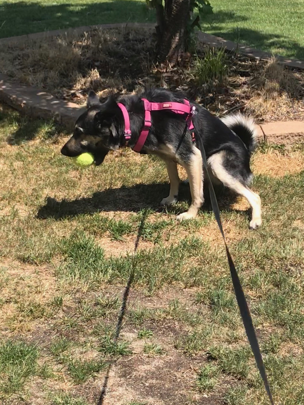 My pup needs her ball to go potty