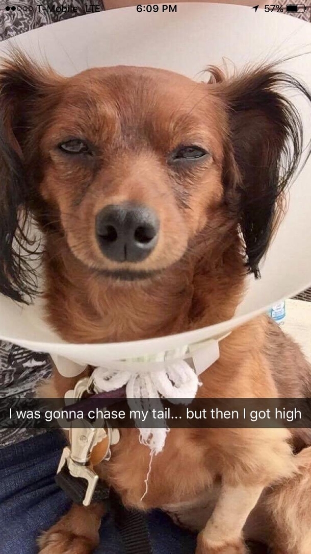 My pup on tramadol