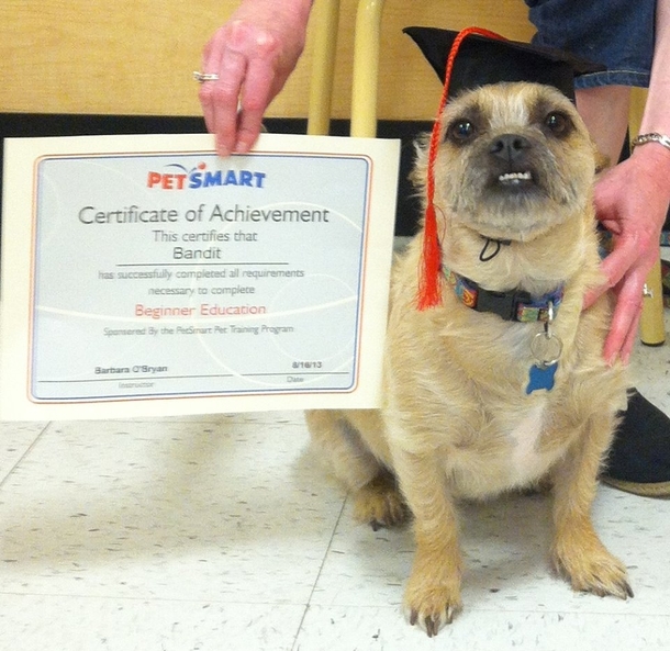 My puppy brother graduated from obedience school today - the hat kills me