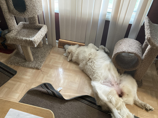 My puppy discovered the air vent and has been sleeping like this for weeks