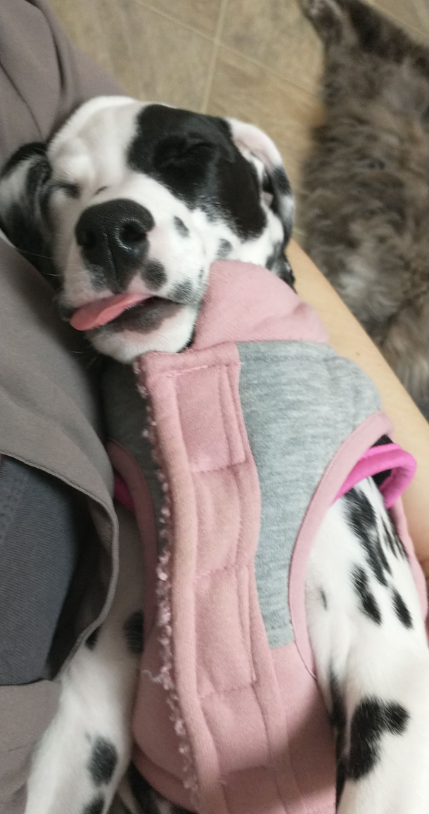 My puppy getting comfortable napping on me