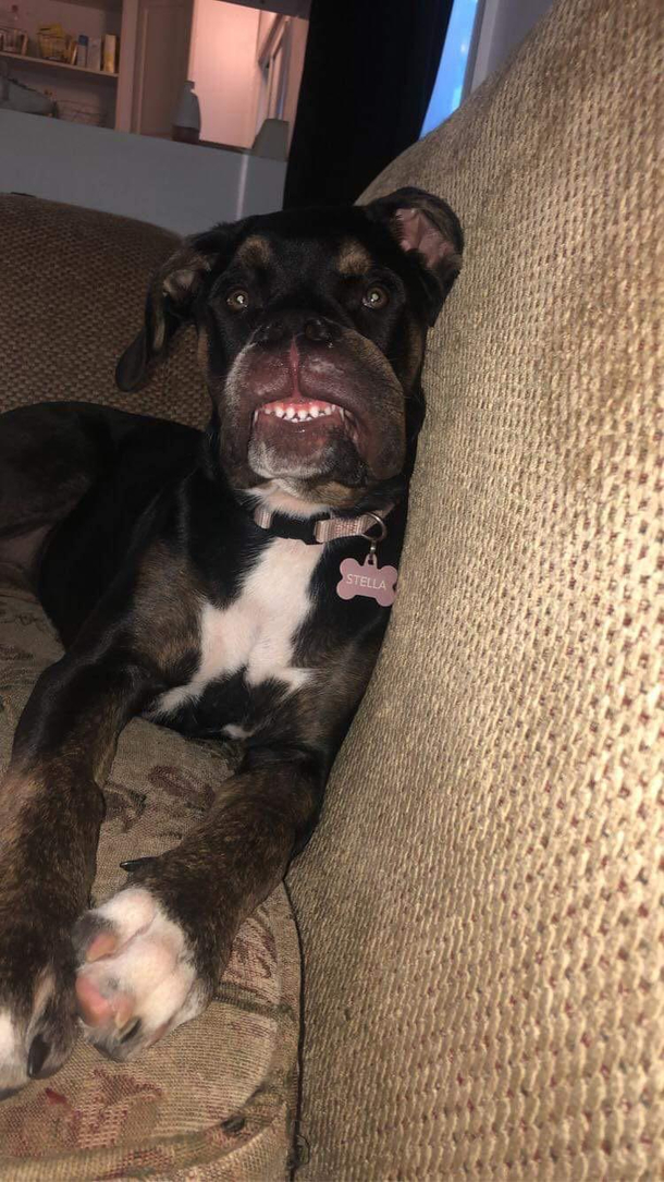 My puppy got stung by a bee