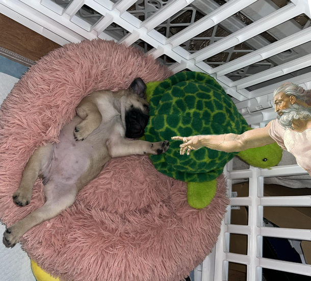 My puppy passed out in the perfect position and I had to do it