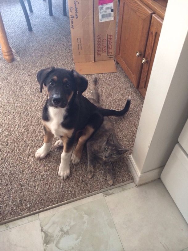 My Puppy was getting too rowdy with the Cat so I told him to sit