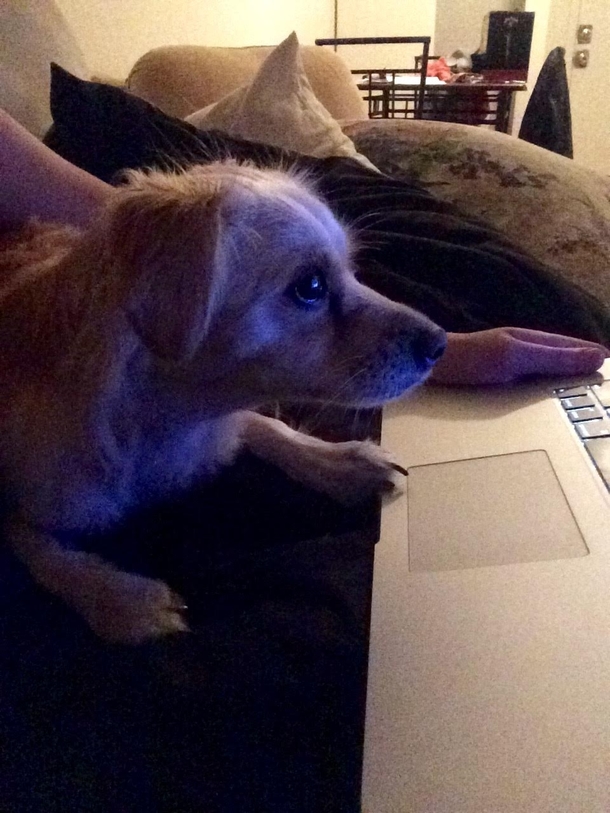 My puppy watching a movie for the first time