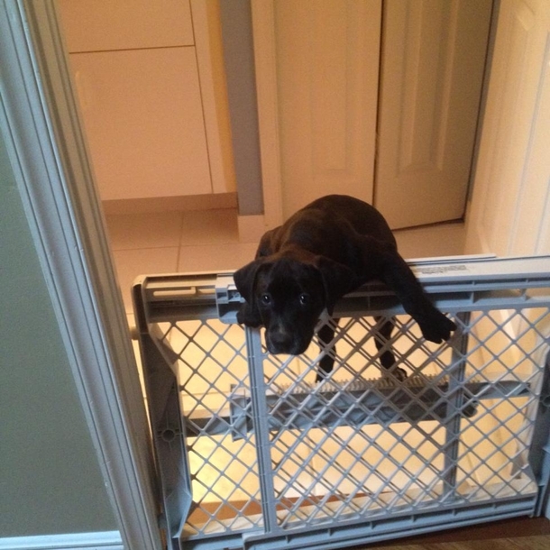 My puppys jail break attempt failed