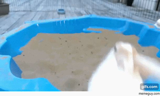 My Rabbit Enjoying his new sandpit with a Bonus Flop